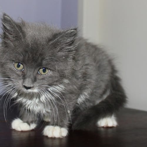 No photo for Zsa Zsa *Pre Adoption