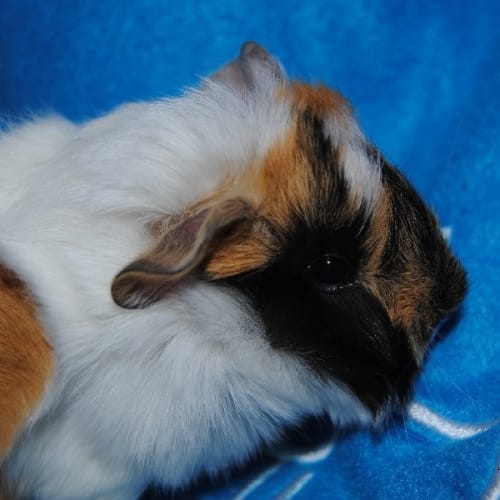 No photo for Trixi
