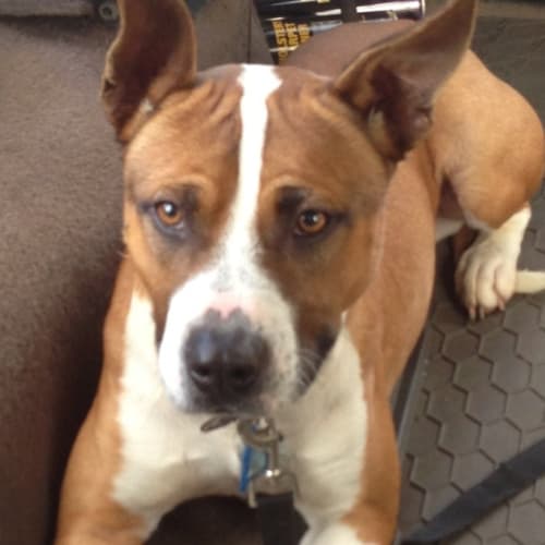 No photo for Clyde ** A Dog Friendly Boy Great With Kids**