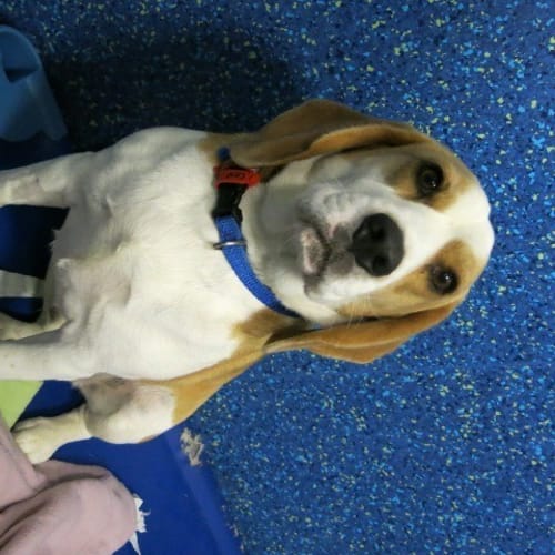 No photo for Buster