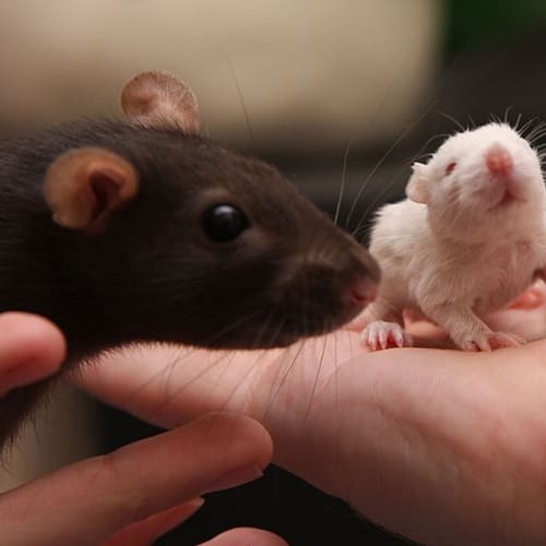 No photo for Charmer And Ozzy