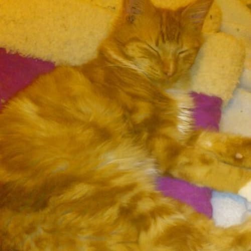 No photo for 'Ruffy' A Living, Purring, Teddy Bear   On Trial