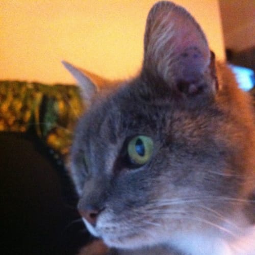 No photo for Misty