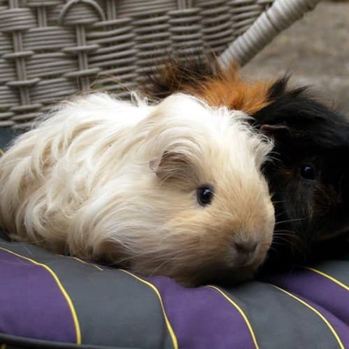 No photo for Petunia And Rosemary
