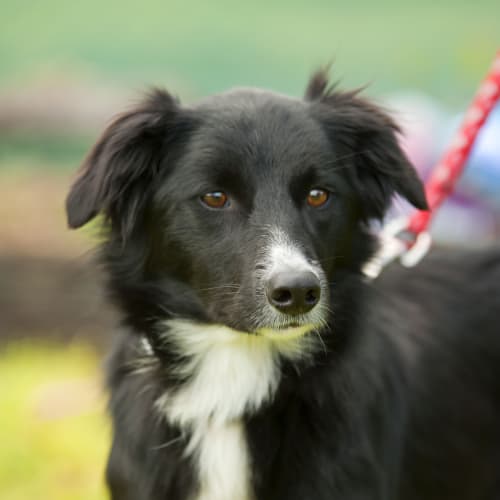 No photo for Bonnie Id16805