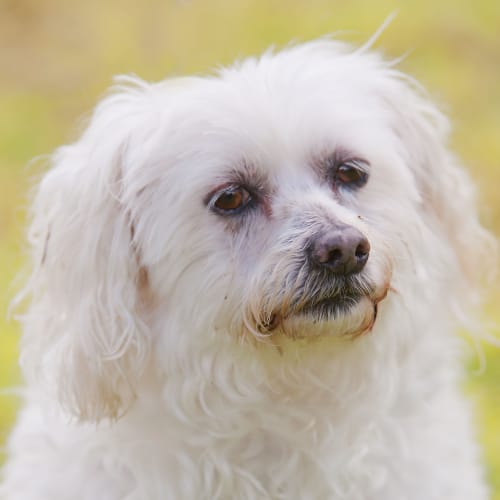 No photo for Toby Id16792
