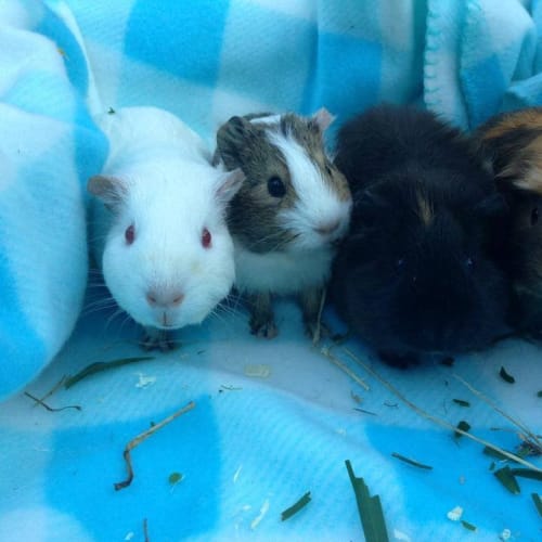 No photo for Strawberry, Lamington, Chocolate, Gingersnap