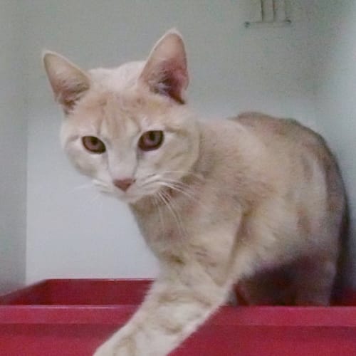 No photo for Pound Kitty Needs Foster