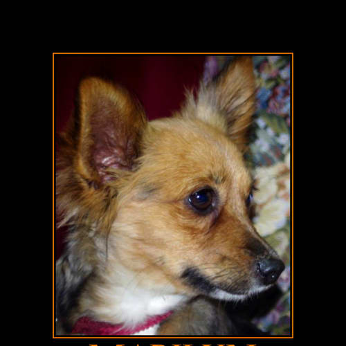 No photo for Marilyn (I Am On 2 Wks Trial In My New Home)