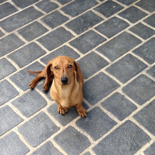 No photo for Daisy The Dachshund (On Trial In My New Home)