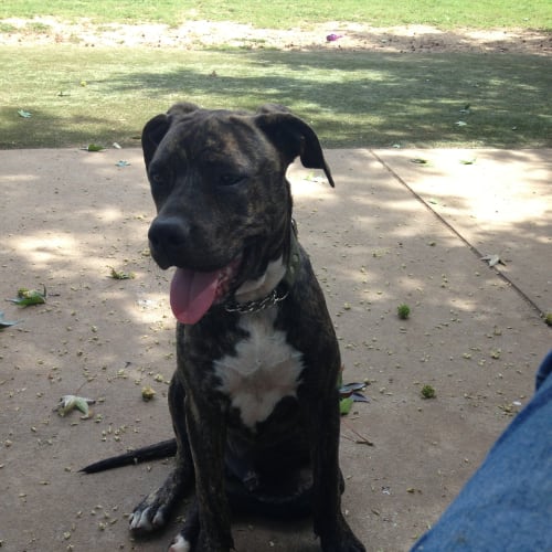 No photo for Angus, A12mth Brindle Mastiff/Staffy X