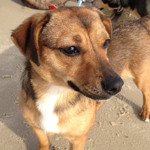 No photo for Remy On Trial With Her New Family