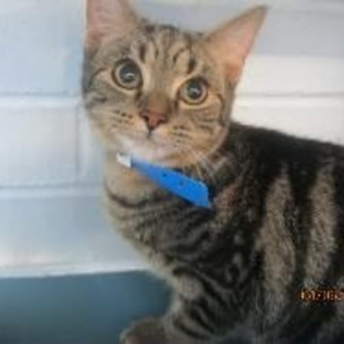 No photo for Pound Cats | Luca