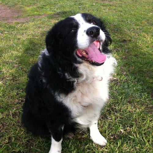 No photo for Buster 