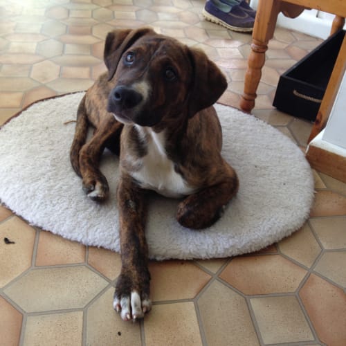 No photo for Harpo, Brindle/White Staffy/Kelpie X Puppy