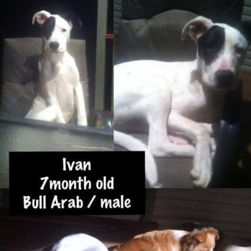 No photo for Ivan