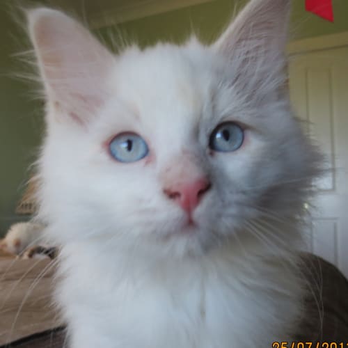 No photo for Snowball