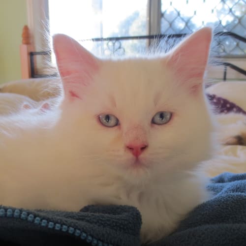 No photo for Snowflake