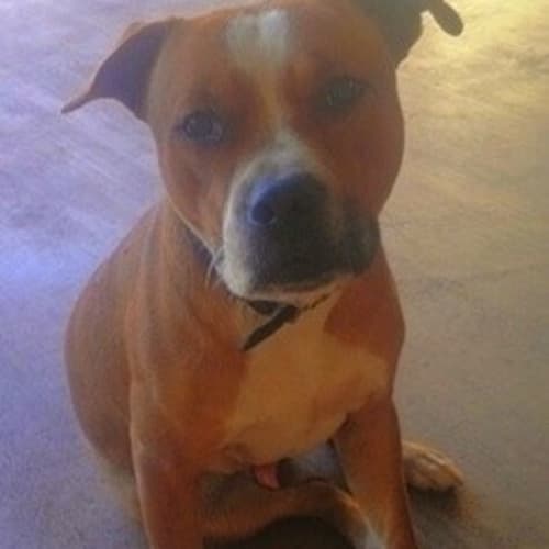 No photo for Bruiser (D2479)