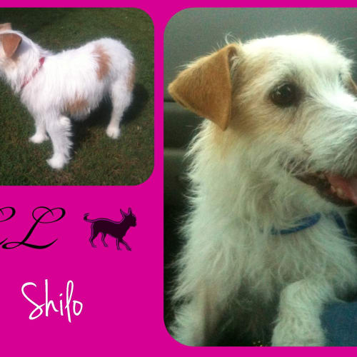 No photo for Shilo