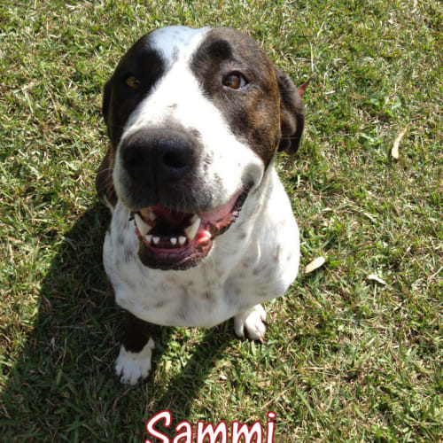 Sammi Girl ~ (adopted by carer 22/4/16)