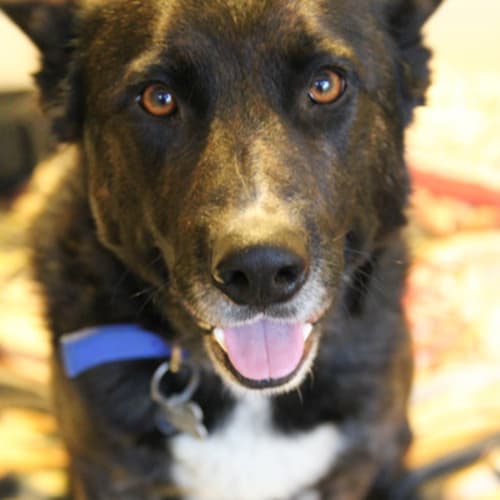 Sammy