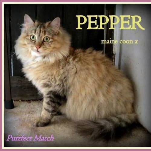 No photo for Pepper