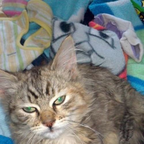 No photo for Billie Jean Pending Adoption