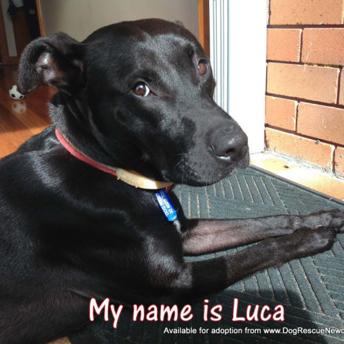No photo for Luca (On Trial 30/7/13)