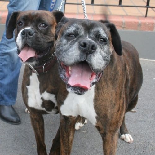 No photo for Oscar & Chilli