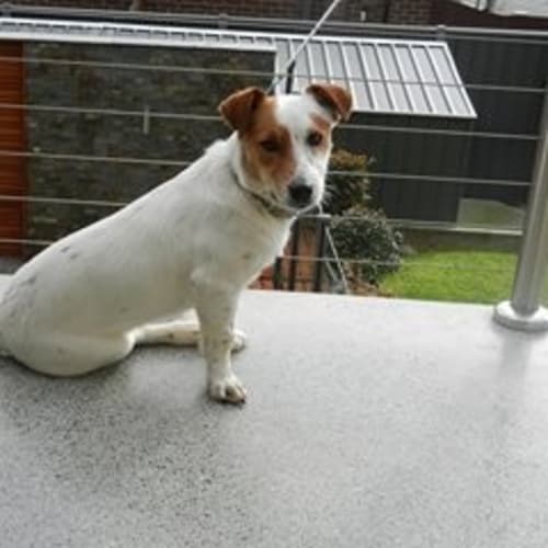 No photo for Archie   Currently On A 2 Week Trial