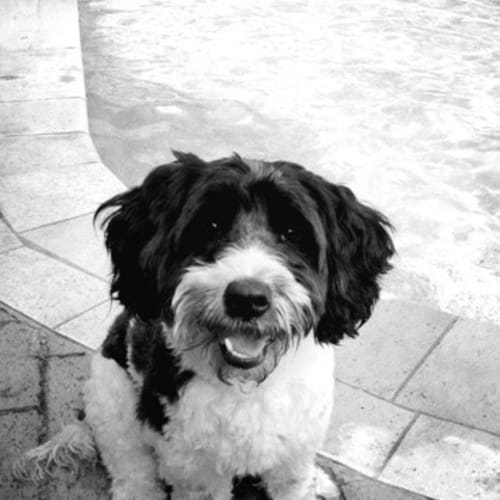 No photo for Murphy  Private Rehoming 