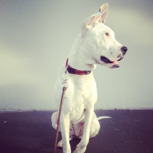 No photo for Monroe  Private Rehoming 