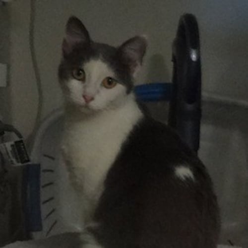 No photo for Porsha (C2112) *Adoption Pending*