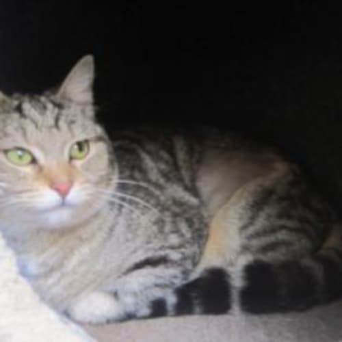 No photo for Tinkerbell