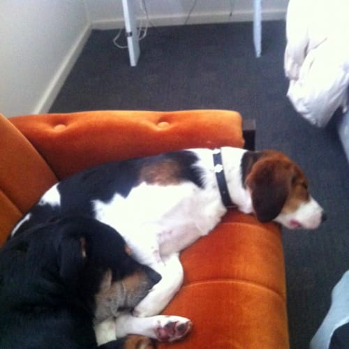 No photo for Bella (3) (Adopted By Foster Carer)