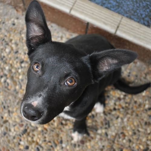 No photo for Chloe (Qld)