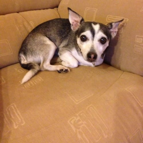 No photo for Mickey **Needs A Special Owner**