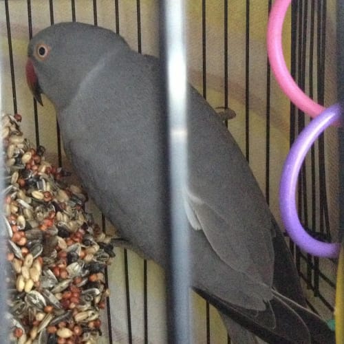No photo for Beaky