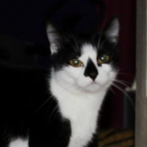 Pepper