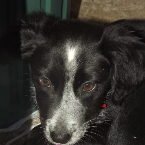 No photo for Pippa