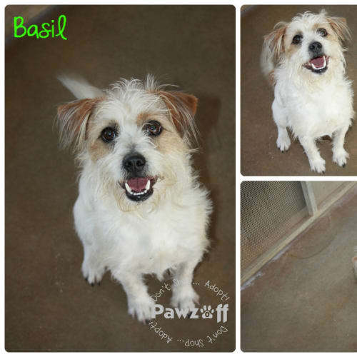 No photo for Basil   332/13