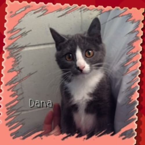 No photo for Dana
