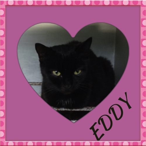 No photo for Eddy