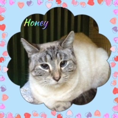 No photo for Honey