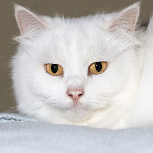 No photo for Sapphire