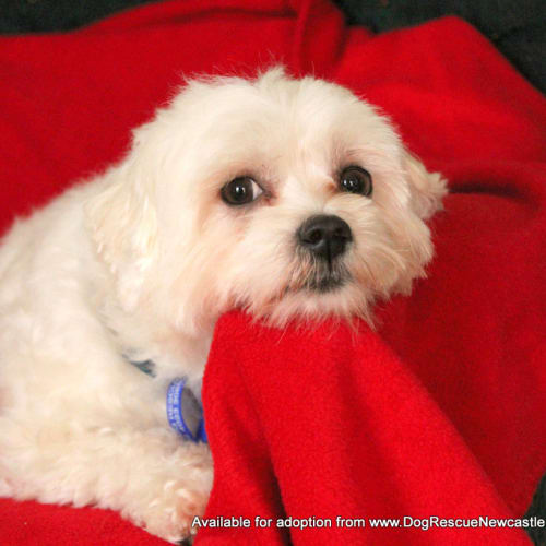 No photo for Gypsy (Paid. On Trial 4/9/13)