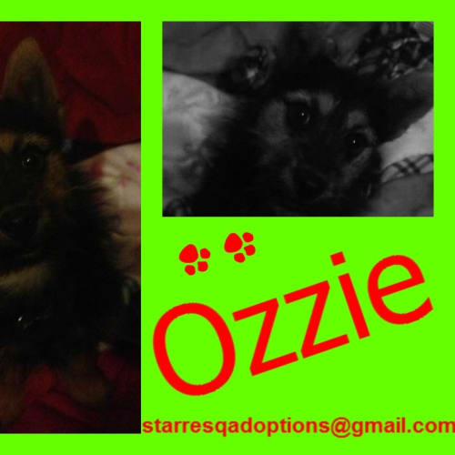 No photo for Ozzie On Trial 
