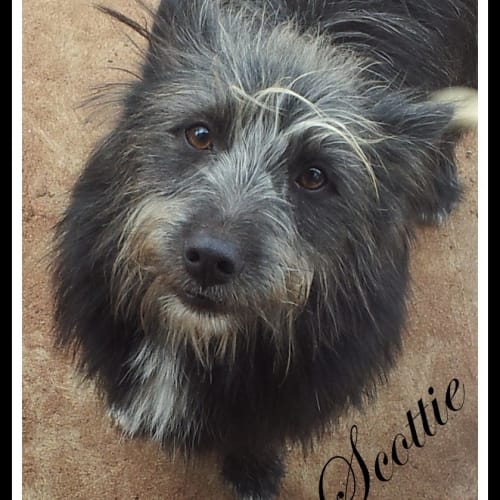 Scottie.. a cheerful chappy!