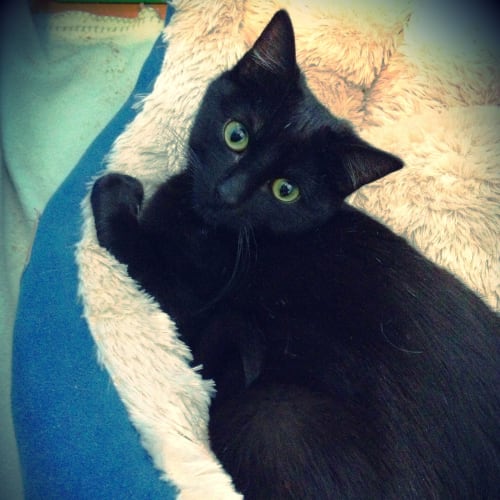 No photo for Zorro